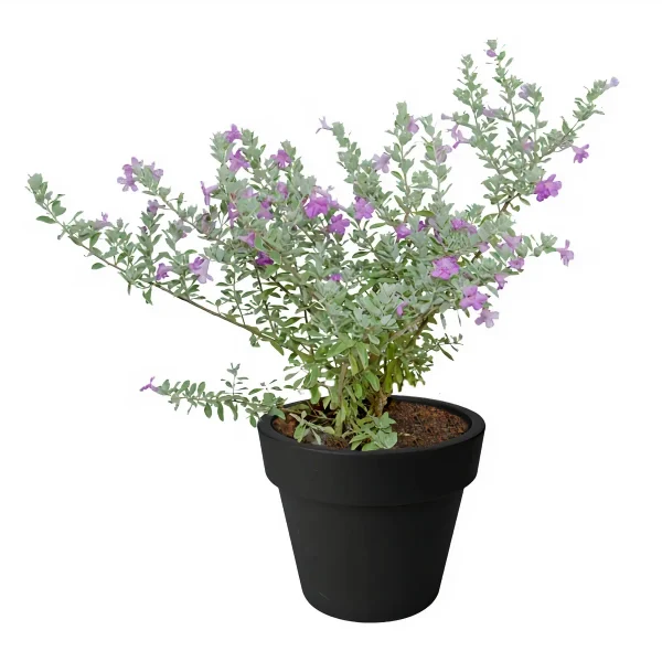 Texas Sage (Leucophyllum Frutescens)