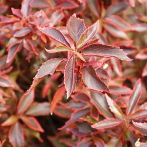 Acalypha "Dwarf Red"(Acalypha godseffiana ‘Firestorm’)