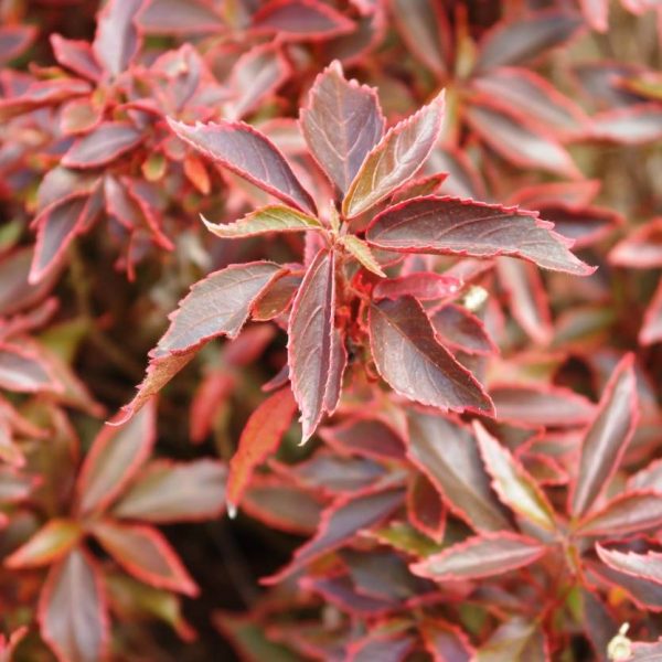 Acalypha "Dwarf Red"(Acalypha godseffiana ‘Firestorm’)