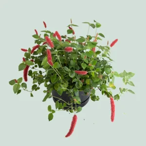 Acalypha ‘Cat’s Tail’ (Acalypha hispida)