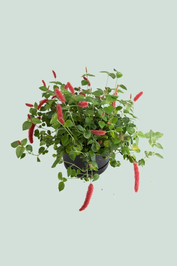 Acalypha ‘Cat’s Tail’ (Acalypha hispida)