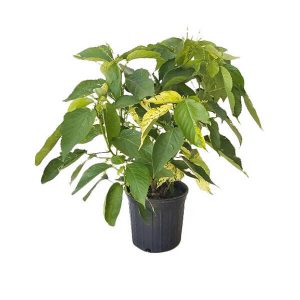 Acalypha ‘Java White’ (Acalypha Wilkesiana)