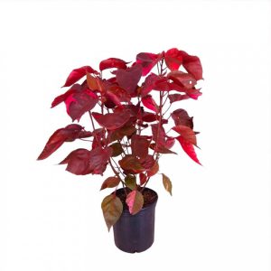 Acalypha ‘Red ‘ (Acalypha Wilkesiana ‘Macrophylla’)