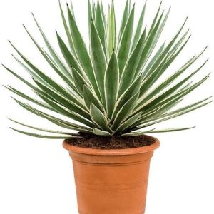 Agave ‘Variegated Caribbean’ (Agave Angustifolia marginata)