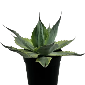 Agave ‘Whale’s Tongue’ (Agave Ovatifolia)