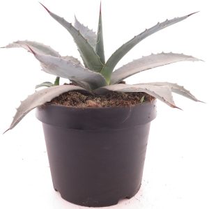 Agave ‘Gray’ (Agave franzosinii)