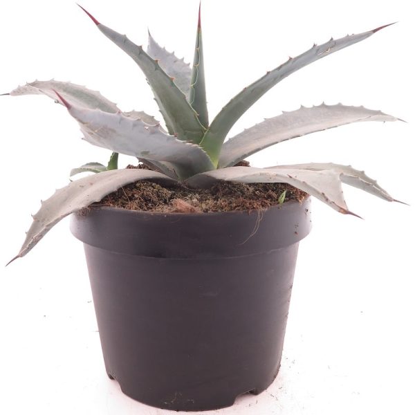 Agave ‘Gray’ (Agave franzosinii)