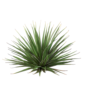 Agave 'Nana' (Agave stricta)