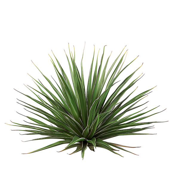Agave 'Nana' (Agave stricta)