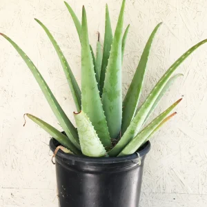 Agave ‘Maypole’ (Agave Barbadiensis)