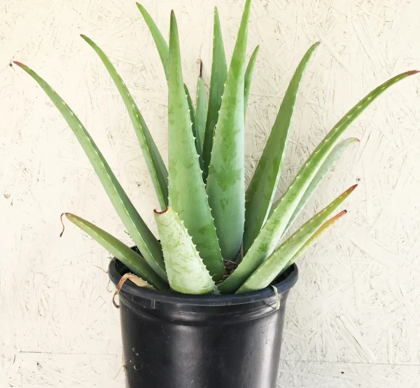 Agave ‘Maypole’ (Agave Barbadiensis)