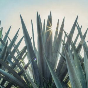 Agave ‘Mexican’ (Agave Horrida)