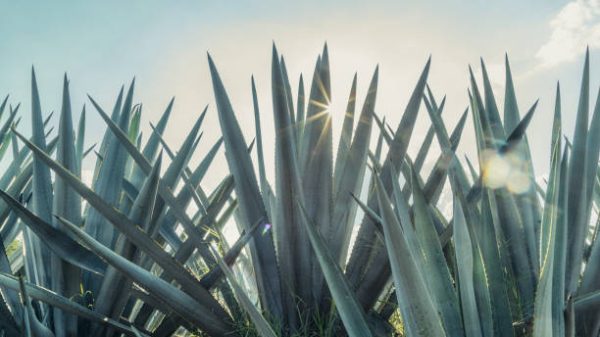 Agave ‘Mexican’ (Agave Horrida)