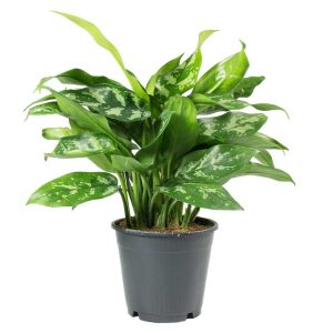 Aglaonema ‘Maria’ (Aglaonema Commutatum Maria)
