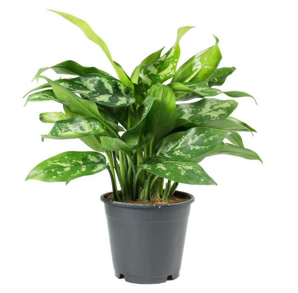 Aglaonema ‘Maria’ (Aglaonema Commutatum Maria)