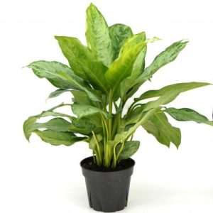 Aglaonema ‘BJ’ (Aglaonema ‘BJ Freeman’)