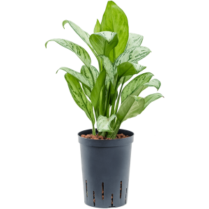 Aglaonema ‘Christina Maria’