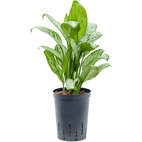 Aglaonema ‘Christina Maria’