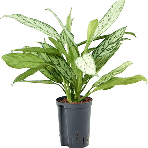 Aglaonema ‘Silver King’