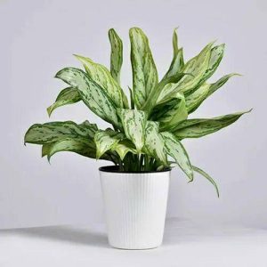 Aglaonema ‘Silver Queen’