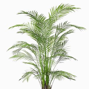 Alexander Palm (Archontophoenix Alexandrae)