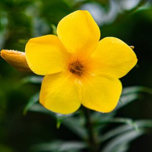 Allamanda ‘Dwarf Yellow’  (Allamanda cathartica 'Compacta')
