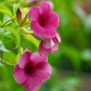 Allamanda ‘Purple’ (Allamanda violacea)