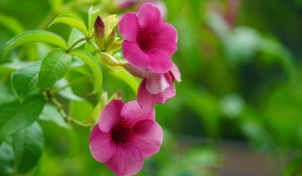 Allamanda ‘Purple’ (Allamanda violacea)