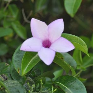 Allamanda ‘St. Philip’ (Cryptostegia Grandiflora)
