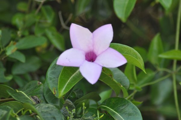 Allamanda ‘St. Philip’ (Cryptostegia Grandiflora)