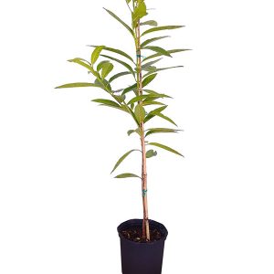 Allspice Tree (Pimenta diocia)