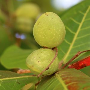 Almond Tree "West Indian" (Terminala catappa)