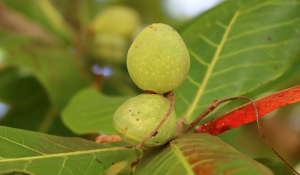 Almond Tree "West Indian" (Terminala catappa)