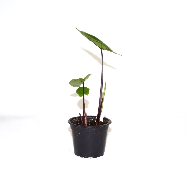 Water Alocasia (Alocasia Plumbae)