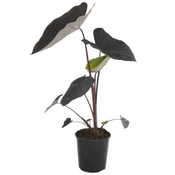 Alocasia ‘Black Magic’ (Colocasia Esculenta)