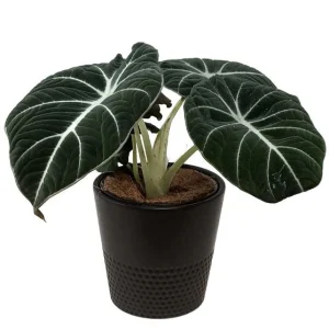 Alocasia ‘Black Velvet’ (Alocasia Reginula)