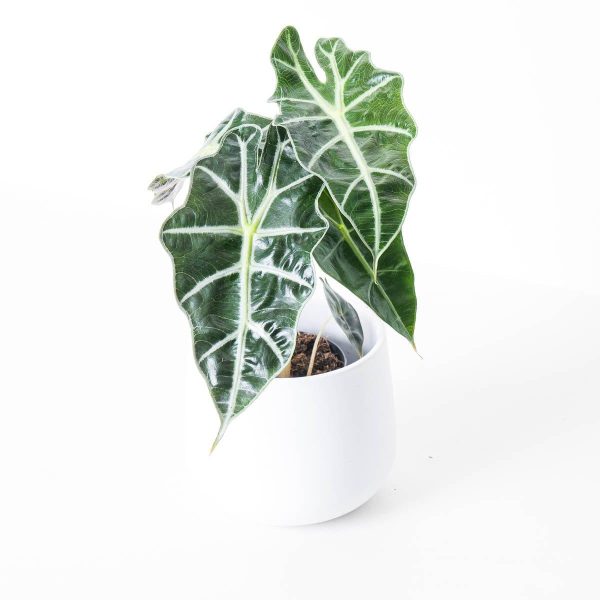 Alocasia  ‘Spiral Leaf’ (Alocasia Amazonica)