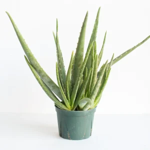 Aloe (Aloe Barbadensis)