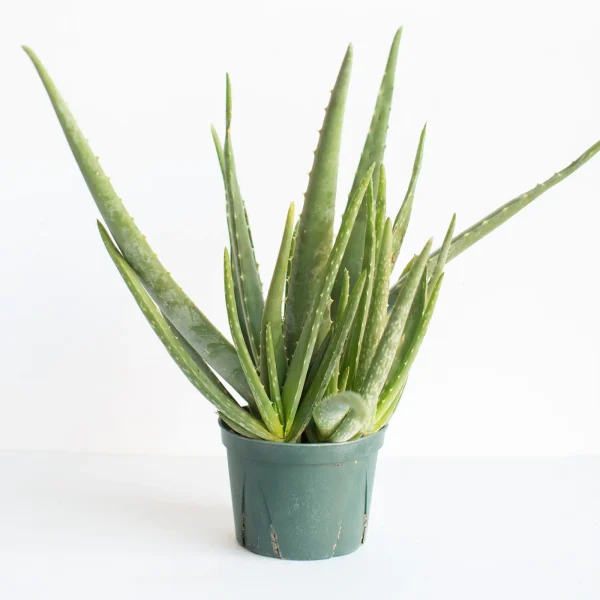Aloe (Aloe Barbadensis)
