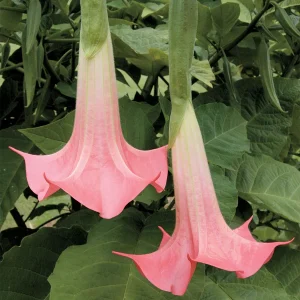Angel’s Trumpet "Pink" (Brugmansia hybrid Pink)