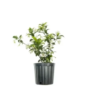 Angelwing Jasmine (Jasminum Nitidum)