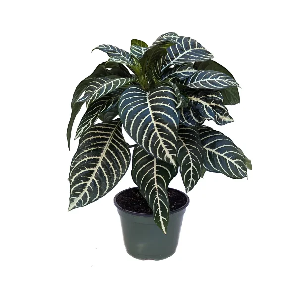 Zebra Plant (Aphelandra Squarrosa ‘Louisae’)