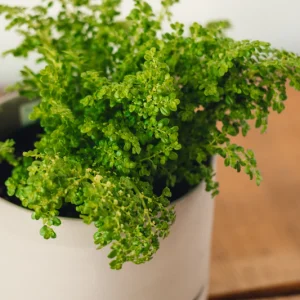 Artillary Plant (Pilea microphylla)