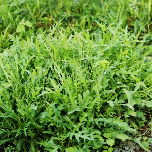 Arugula (Eruca vesicaria)