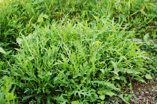 Arugula (Eruca vesicaria)