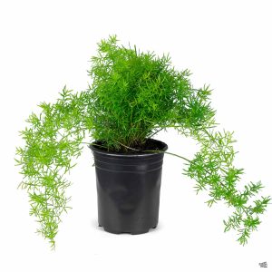 Asparagus Fern (Asparagus sprengerii)