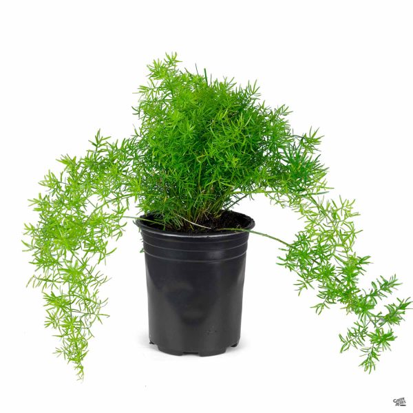 Asparagus Fern (Asparagus sprengerii)