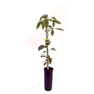 Avocado Tree (Persea americana)