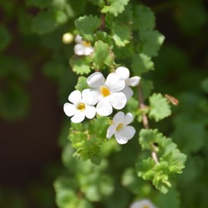 Bacopa "Snowflake" (Sutera cordata)
