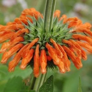 Ball Bush (Leonotis nepetifolia)